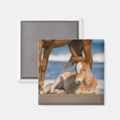 Niedliche Kleintiere | Corolla Wild Horse Magnet (Vorderseite/Rückseite)