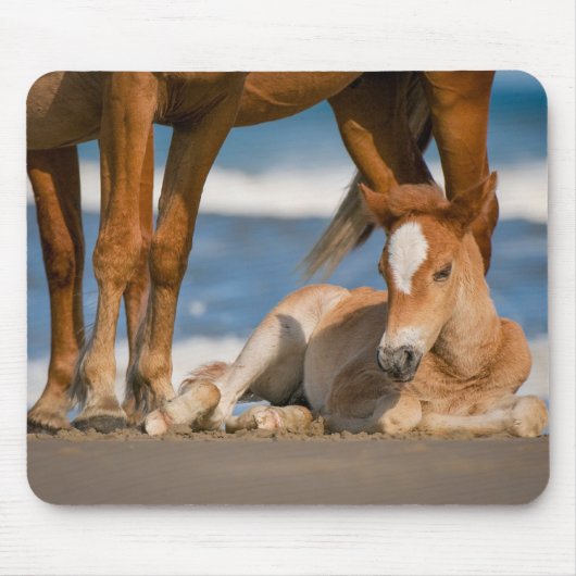 Niedliche Kleintiere | Corolla Wild Horse Mousepad (Vorne)