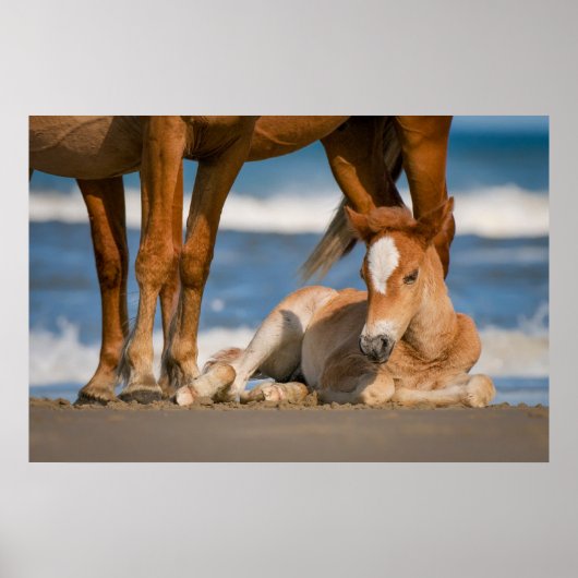 Niedliche Kleintiere | Corolla Wild Horse Poster (Vorne)