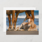 Niedliche Kleintiere | Corolla Wild Horse Postkarte (Vorne/Hinten)