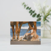Niedliche Kleintiere | Corolla Wild Horse Postkarte (Stehend Vorderseite)