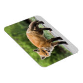 Niedliche Kleintiere | Cutey Fox Magnet (Rechte Seite)