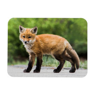 Niedliche Kleintiere   Cutey Fox Magnet