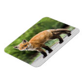 Niedliche Kleintiere | Cutey Fox Magnet (Linke Seite)