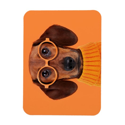 Niedliche Kleintiere | Dackel Orange Sweater Magnet (Vertikal)