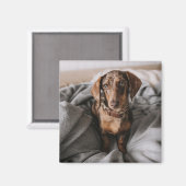 Niedliche Kleintiere | Dackel Schokolade Magnet (Vorderseite/Rückseite)