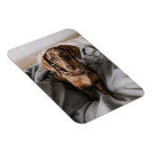 Niedliche Kleintiere | Dackel Schokolade Magnet (Rechte Seite)