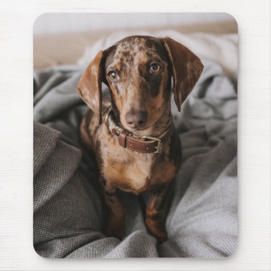 Niedliche Kleintiere | Dackel Schokolade Mousepad (Vorne)
