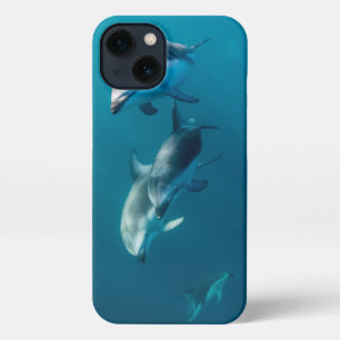 Niedliche Kleintiere   Dolphin-Familie iPhone 13 Hülle