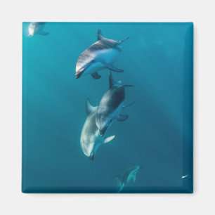 Niedliche Kleintiere Dolphin-Familie Magnet