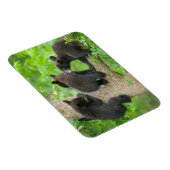 Niedliche Kleintiere | Drei junge Bärenkuppen Magnet (Rechte Seite)