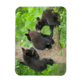 Niedliche Kleintiere | Drei junge Bärenkuppen Magnet (Vertikal)
