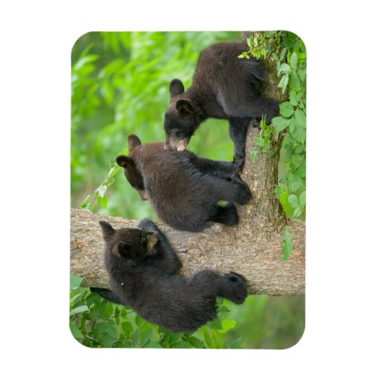 Niedliche Kleintiere | Drei junge Bärenkuppen Magnet (Vertikal)