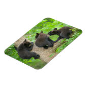 Niedliche Kleintiere | Drei junge Bärenkuppen Magnet (Linke Seite)