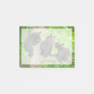 Niedliche Kleintiere   Drei junge Bärenkuppen Post-it Klebezettel