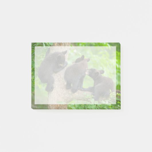 Niedliche Kleintiere | Drei junge Bärenkuppen Post-it Klebezettel (Vorderseite)