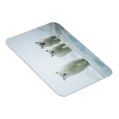 Niedliche Kleintiere | Drei junge Polarbären Magnet (Rechte Seite)