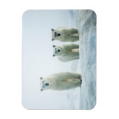 Niedliche Kleintiere | Drei junge Polarbären Magnet (Vertikal)