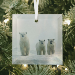 Niedliche Kleintiere   Drei junge Polarbären Ornament Aus Glas