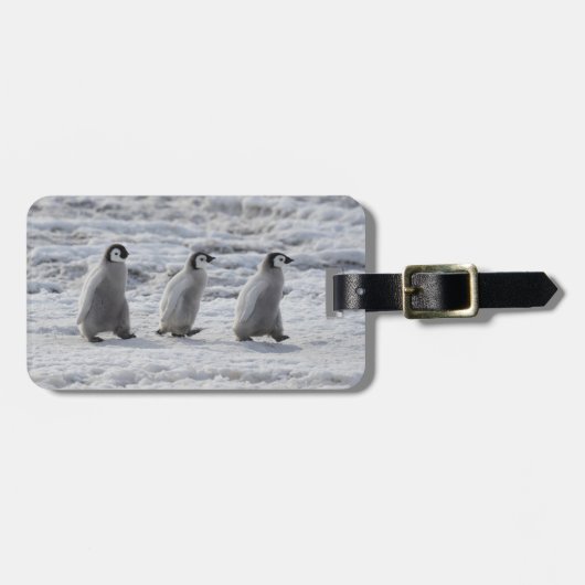 Niedliche Kleintiere | Drei Kaiserpinguin - Chicks Gepäckanhänger (Vorderseite horizontal)