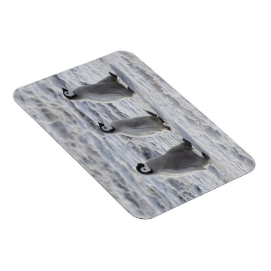 Niedliche Kleintiere | Drei Kaiserpinguin - Chicks Magnet (Rechte Seite)