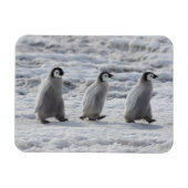 Niedliche Kleintiere | Drei Kaiserpinguin - Chicks Magnet (Horizontal)