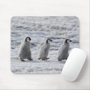 Niedliche Kleintiere   Drei Kaiserpinguin - Chicks Mousepad