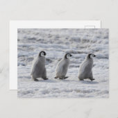 Niedliche Kleintiere | Drei Kaiserpinguin - Chicks Postkarte (Vorne/Hinten)