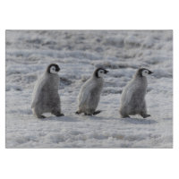 Niedliche Kleintiere | Drei Kaiserpinguin - Chicks