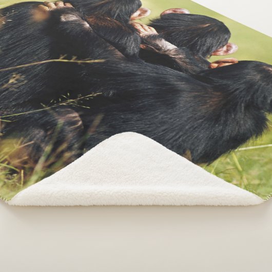 Niedliche Kleintiere | Drei Schimpansen umarmt Sherpadecke (3/4)