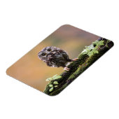 Niedliche Kleintiere | Ein Baby Magnet (Linke Seite)