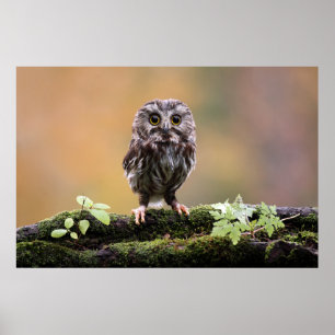 Niedliche Kleintiere Ein Baby Poster