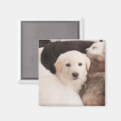 Niedliche Kleintiere | Ein Niedlicher Haufen Welpe Magnet (Vorderseite/Rückseite)