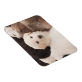 Niedliche Kleintiere | Ein Niedlicher Haufen Welpe Magnet (Rechte Seite)