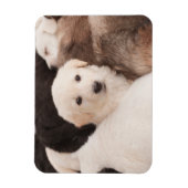 Niedliche Kleintiere | Ein Niedlicher Haufen Welpe Magnet (Vertikal)