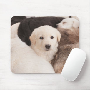 Niedliche Kleintiere   Ein Niedlicher Haufen Welpe Mousepad