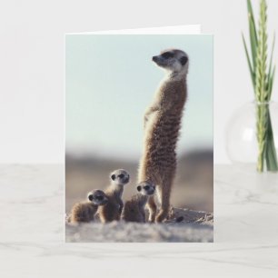Niedliche Kleintiere   Eine Familie der Meerkats Karte