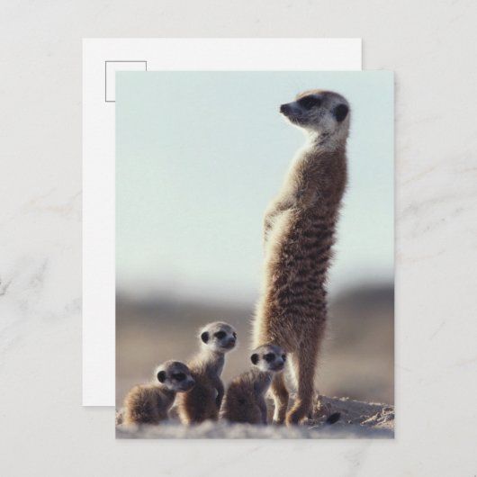 Niedliche Kleintiere | Eine Familie der Meerkats Postkarte (Vorne/Hinten)