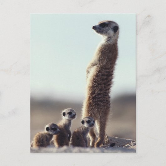 Niedliche Kleintiere | Eine Familie der Meerkats Postkarte (Vorderseite)