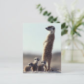 Niedliche Kleintiere | Eine Familie der Meerkats Postkarte (Stehend Vorderseite)