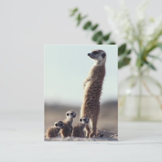 Niedliche Kleintiere | Eine Familie der Meerkats Postkarte (Stehend Vorderseite)