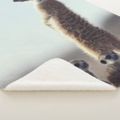 Niedliche Kleintiere | Eine Familie der Meerkats Sherpadecke (3/4)