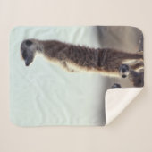 Niedliche Kleintiere | Eine Familie der Meerkats Sherpadecke (Vorderseite (Horizontal))