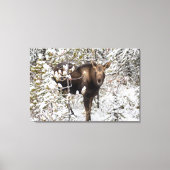 Niedliche Kleintiere | Elchkalb Leinwanddruck (Vorderseite)