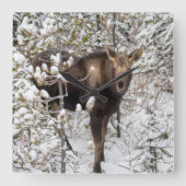 Niedliche Kleintiere | Elchkalb Quadratische Wanduhr (Vorderseite)