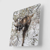 Niedliche Kleintiere | Elchkalb Quadratische Wanduhr (Winkel)