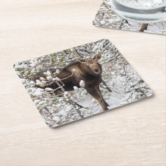 Niedliche Kleintiere | Elchkalb Rechteckiger Pappuntersetzer (angewinkelt)