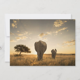 Niedliche Kleintiere   Elephant Calf & Mother Dankeskarte