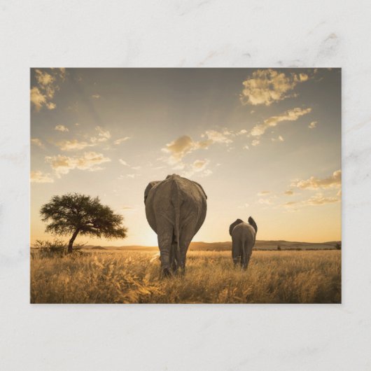 Niedliche Kleintiere | Elephant Calf & Mother Postkarte (Vorderseite)