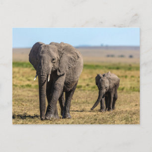 Niedliche Kleintiere   Elephant Mother & Baby Postkarte